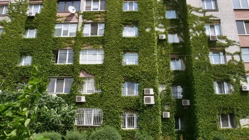 Green Building with Plants Growing on the Facade Wall of a House Covered with Common Ivy Vertical