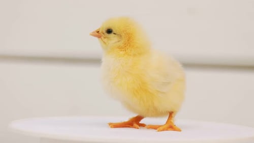 Fluffy Yellow Chick Standing on White Background