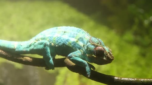 Colorful Chameleon Resting on a Branch in Forest