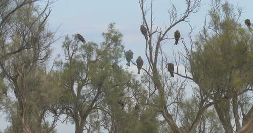 Birds Perched on Tree Branches Wildlife Scene