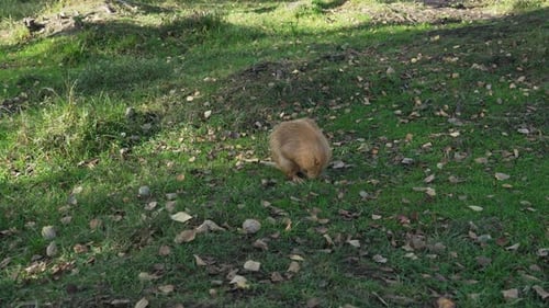 Eine braune Nutria schaut sich auf einer Lichtung um und geht auf den Kameramann zu