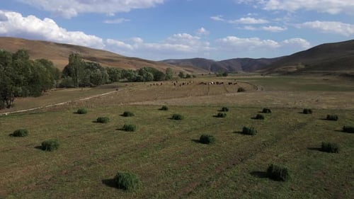 Aerial view animals grazing in the field