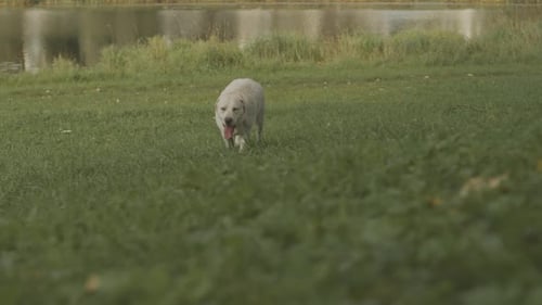 Labrador Retriever Running on Green Grass