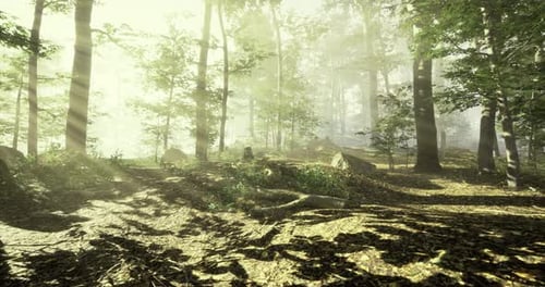 Morning Sunlight Filters Through Trees in a Serene Forest