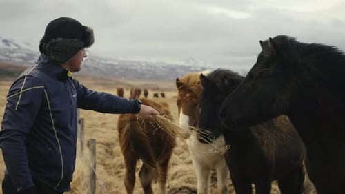 Icelandic horses in enclosure while man offer yellow dry grass, Iceland