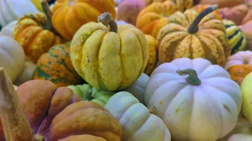 Pile of Pumpkins and Gourds in Autumn Colors