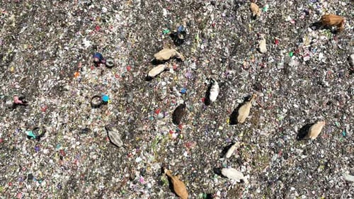 Aerial view of a city dump center full of trash. Herd of cows eating garbage in a landfill.