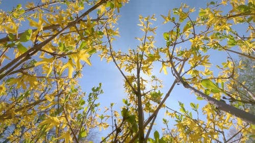 Fleurs de forsythia jaune vif avec éclat de soleil sur fond de ciel bleu, rétroéclairées par le soleil, vue de dessous