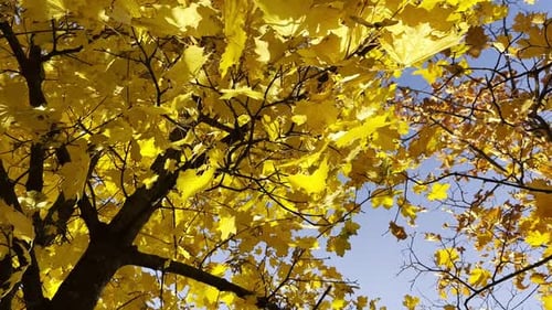 Golden Maple Leaves on Tree Branches Gently Swaying in the Wind at Sunny Day Lush Autumn Yellow