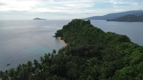 aerial view of the coastline filled with coconut trees