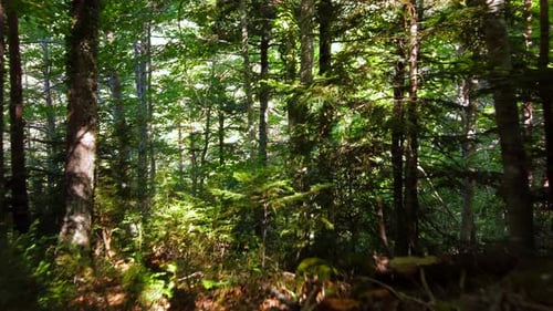 Beautiful Trees In The Forest With Green Moss On The Trunks. Flying Between His Branches