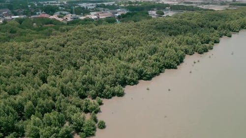 green mangrove forest in tropical rainforest
