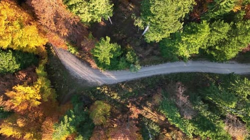Flying over autumn forest