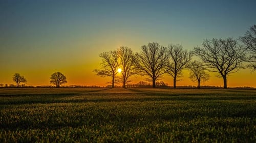 Timelapse of Golden Sunrise Casting Warm Light Over Field with Tree Silhouettes
