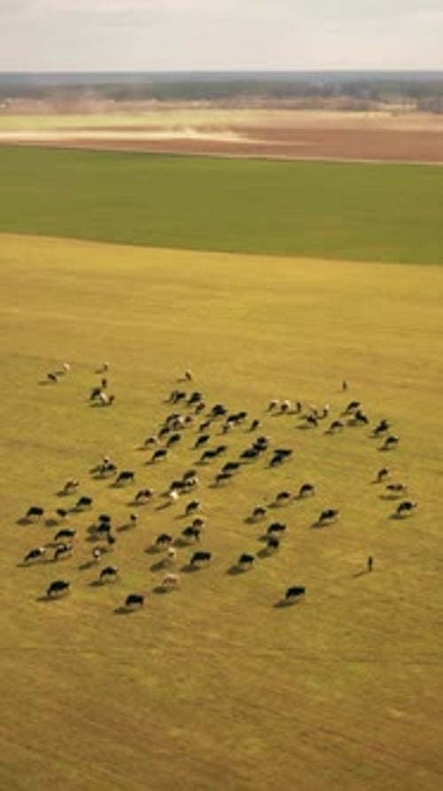 Aerial View Of Cattle Of