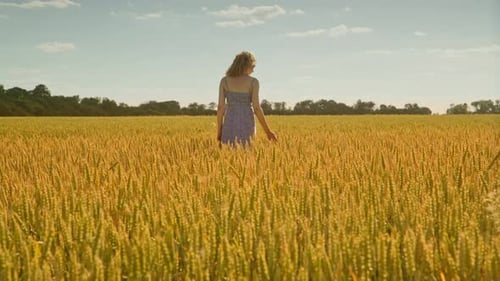 Woman Hand Touching Wheat Field. Woman Walking Away In Field Wheat. Agriculture Land. Alone Woman...