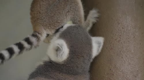 Young ring-tailed lemur playing. Close-up