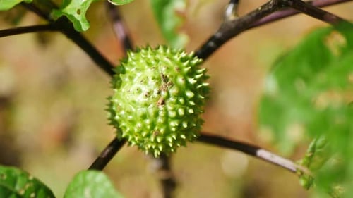 Fruit de météole naturel