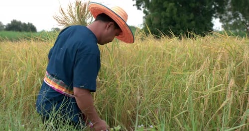 Asian farmer man harvesting rice in a field.