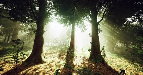 Paisagem florestal serena com a luz do sol atravessando as árvores