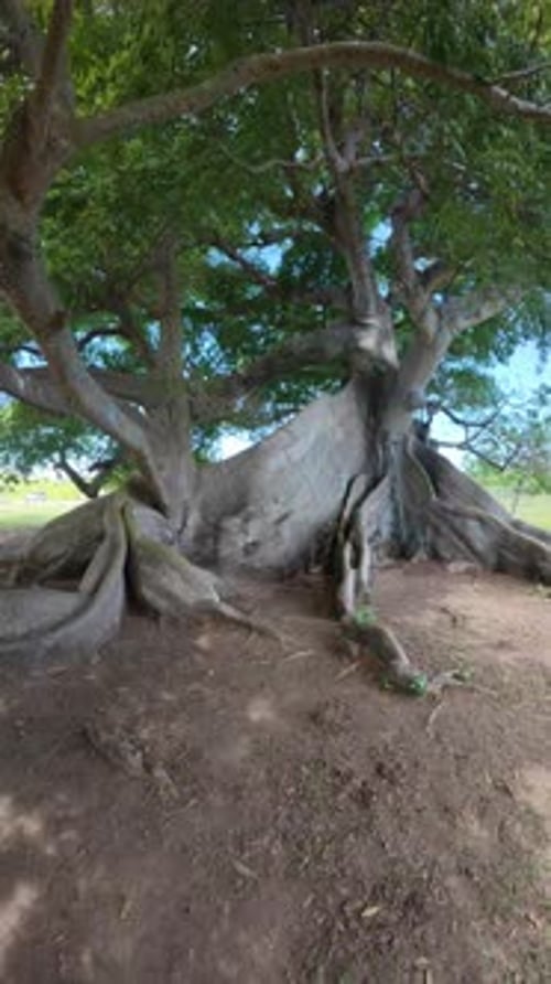 Vertical video of a very old tree in a park. Large.