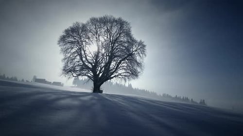 Silhouette eines einzelnen Baumes in der Winterschneelandschaft im Freien