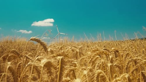 Wheat in the Summer Sun