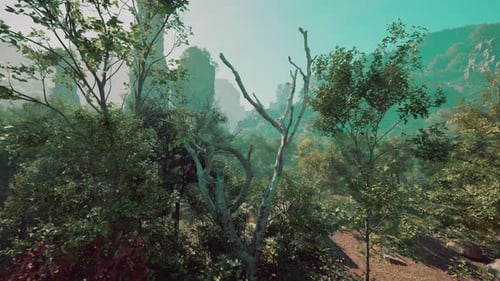 A Forest Filled with Lots of Tall Trees