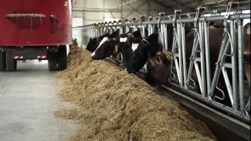 Feeding Cows on a dairy farm. Cattle of cows