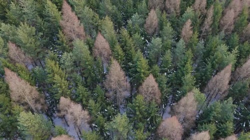 The tops of green and withered conifers in winter, seen from a drone. Snow covers the nature. Czech