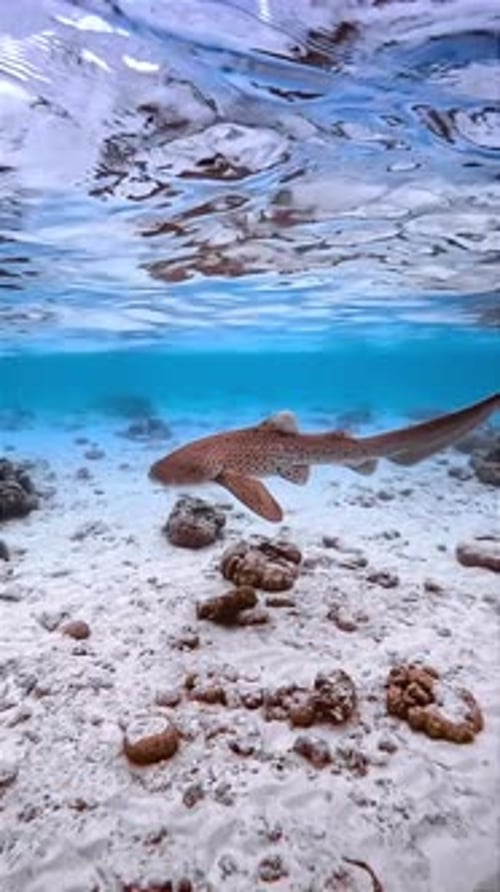 Leopard Shark Swimming Gracefully Over Sandy Ocean Floor