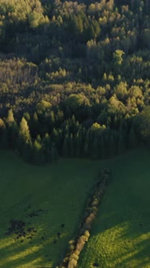 Vertical top down drone shot of green forest in early morning with sun touching the tree tops.