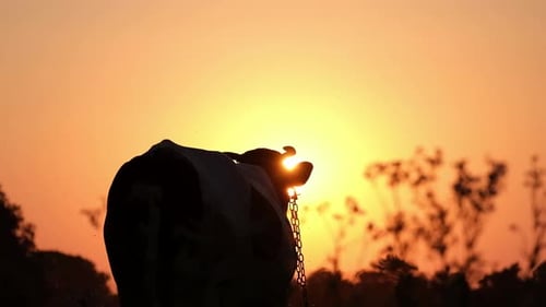 Incredibly Beautiful Video of the Silhouette of a Cow Standing Against the Background of the Sunset