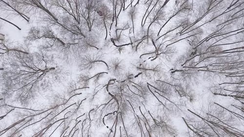 Vue aérienne de haut en bas d'une forêt d'hiver avec des arbres sans feuilles debout dans la neige fraîche.