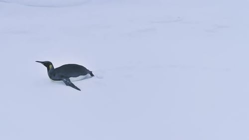 Emperor Penguin Waddling Across Snowy Winter Landscape