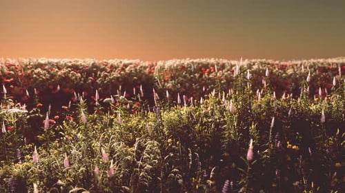 Field with Flowers During Summer Sundown