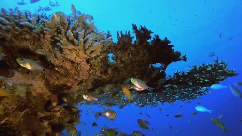 Colourful Reef Scene