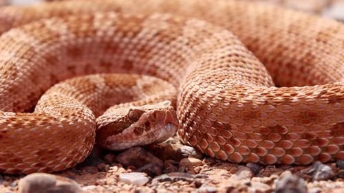 Rattlesnake in the desert of Norther Arizona