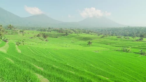 Vue imprenable sur les rizières en terrasses pittoresques à Bali, en Indonésie