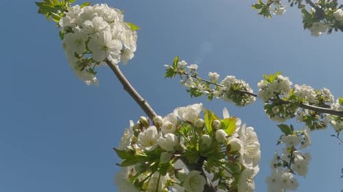 White Blossoms Against Blue Sky in Springtime Bloom
