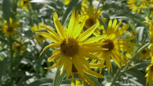 Yellow Wildflowers Blooming in the Daylight
