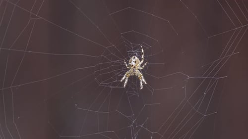 A spider on their spider Web.