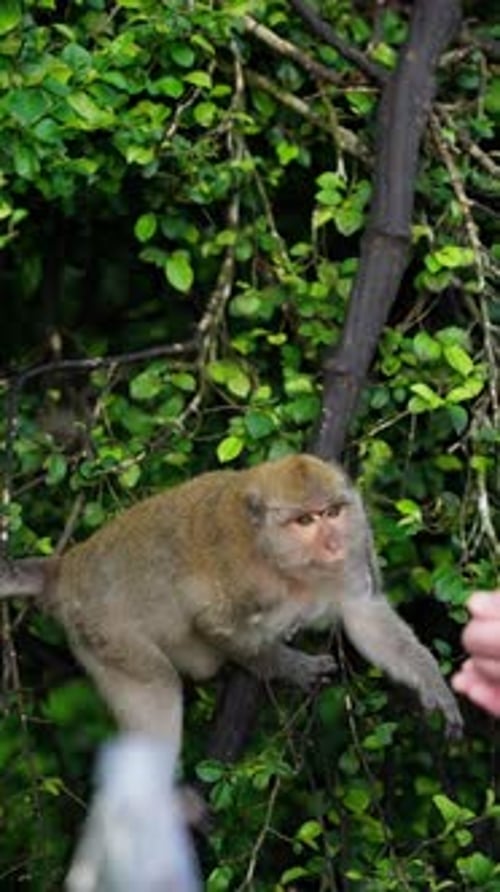 Un singe curieux perché sur une branche d'arbre feuillue tend la main pour interagir avec une main humaine