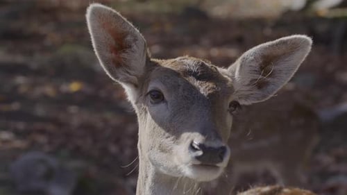 White tailed deer extreme close up face