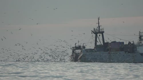 Fishing Boat Ocean Seagulls Large Flock of Birds Follow a Fishing Vessel on the Open Sea