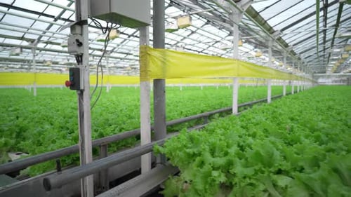 Industrial Greenhouse for Growing Lettuce Leaves Hydroponics Farm
