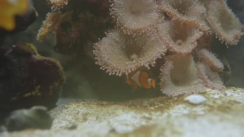 Clownfish or Anemonefish