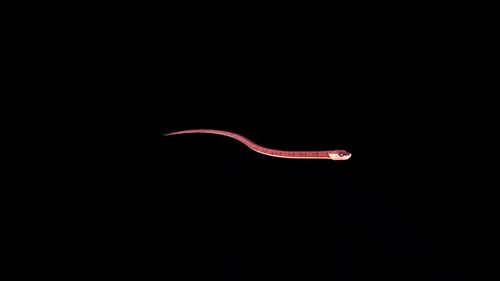 Animated Red Snake Slithering Loop