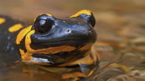 Fire Salamander in Water Close Up