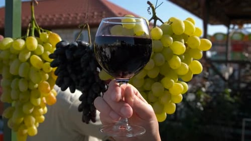 Luxuriöse bunte Trauben für Wein in der Sonne